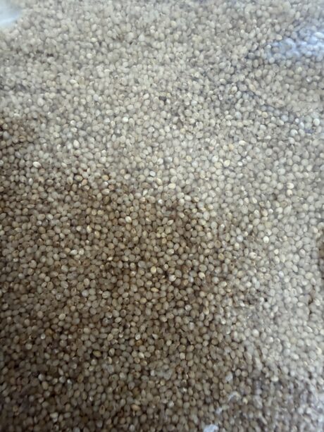 Little Millet(సామలు)